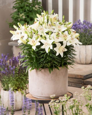 Miniature Lily - Happy Snow - Potted - Large Pack! - 10 pcs.