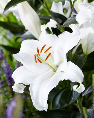 Lily - Mount Aspiring - Oriental, Fragrant - Large Pack! - 10 pcs.