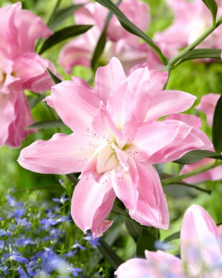 Lily - Lotus Breeze - Oriental, Double