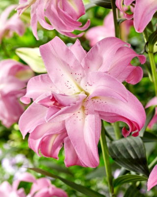 Lily - Lotus Dream - Oriental, Double - Large Pack! - 10 pcs.