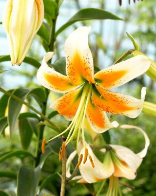 Lelie - 'Lady Alice'