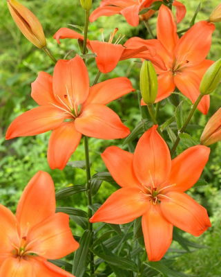 Asiatic Lily - Easy Love