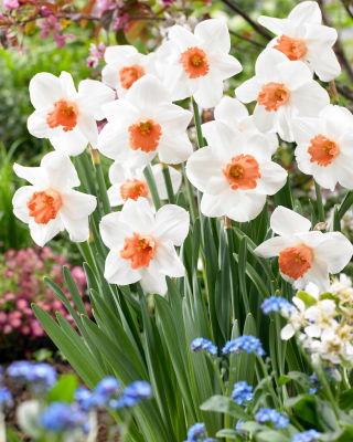 Daffodil - Cool Flame - Large Pack! - 50 pcs