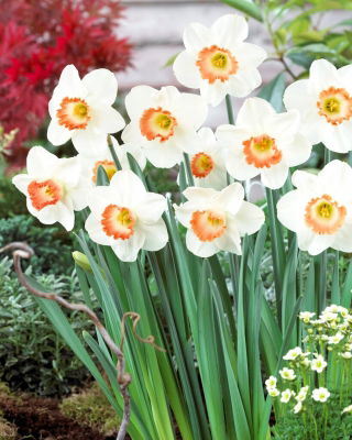 Daffodil - Pink Charm - GIGA Pack! - 250 pcs