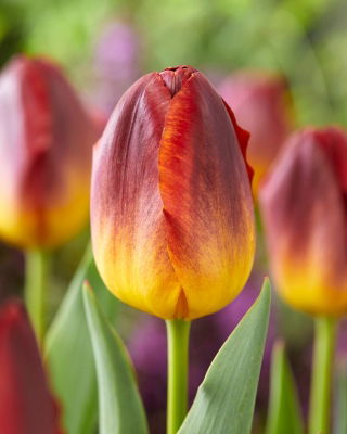 Tulip - Amberglow - Large Pack! - 50 pcs