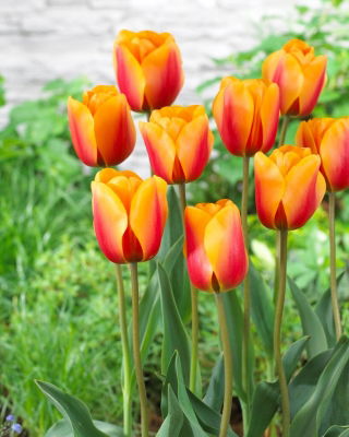 Tulipano - Cash - 5 pz