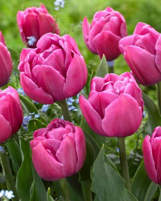 Tulpe - "Double You" - 5 Stk