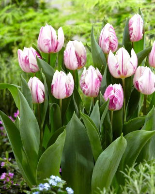 Tulip - Flaming Prince - GIGA Pack! - 250 pcs