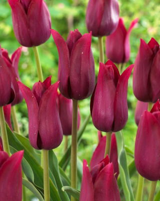 Tulip - Merlot - GIGA Pack! - 250 pcs