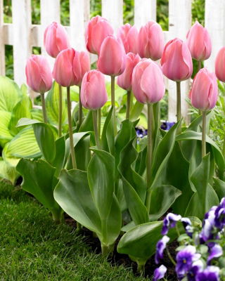 Tulipano - Mystic Van Eijk - 5 pz