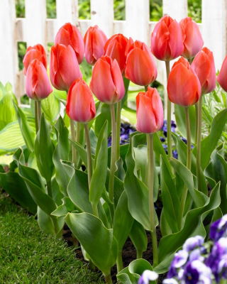 Tulip - Orange Van Eijk - 5 pcs