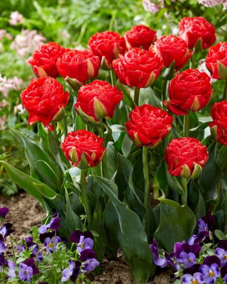 Tulip - Pamplona - GIGA Pack! - 250 pcs