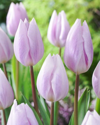 Tulip - Silver Cloud - GIGA Pack! - 250 pcs