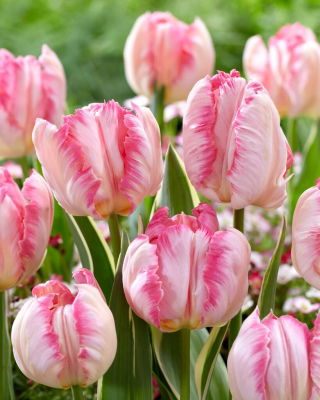 Tulip - Silver Parrot - 5 pcs