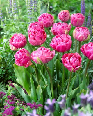 Tulip - Amazing Grace - Large Pack! - 50 pcs