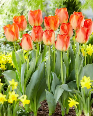 Tulip - American Dream - 5 pcs