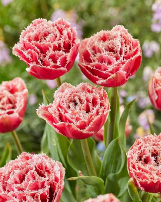 Tulpan - Brest - Tulipa - Skapar elegans i din trädgård - Lökar - 5 st