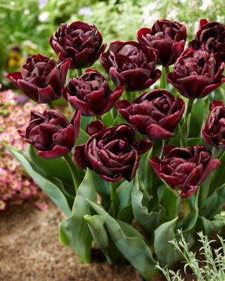 Tulip - Canyon - Large Pack! - 50 pcs
