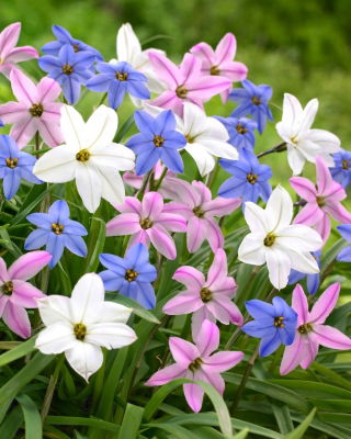 Ipheion - Mix - 10 pcs.