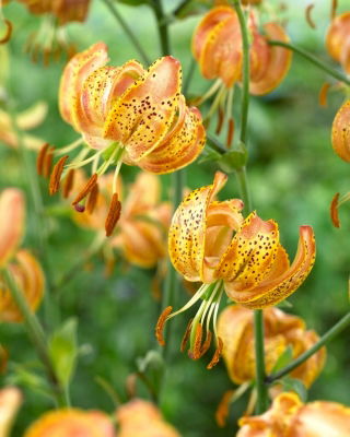 Miškinė lelija - Lilium Martagon - Peppard Gold