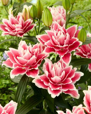 Lily - Roselily Samantha - Oriental, Double - Fragrant! - Large Pack! - 10 pcs.