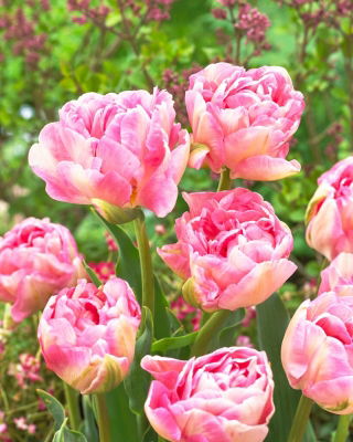 Tulipa Angelique - Tulip Angelique - XXXL pack  250 pcs