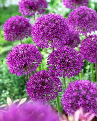 Cipolla ornamentale Purple Sensation - Confezione XXXL! - 150 pz