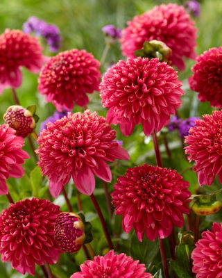Dahlia - 'Alyshia'