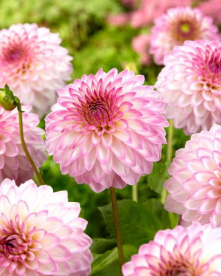 Dahlia - 'Arbatax'