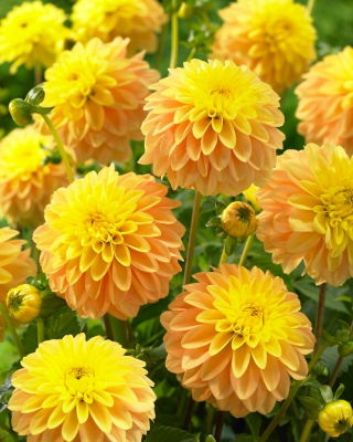 Dahlia - Bocherell - GIGA Pack! - 50 pcs