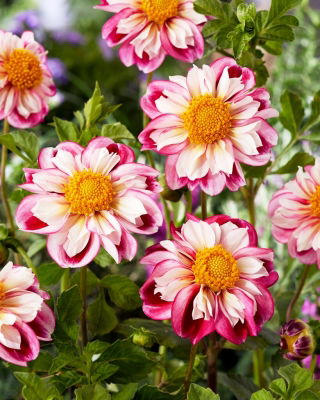 Dahlia - Bumble Rumble