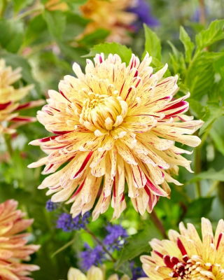 Dahlia - Cambridge - GIGA Pack! - 50 pcs