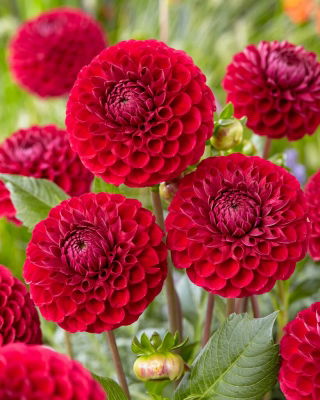 Dahlia - Cornel - pompon fleuri