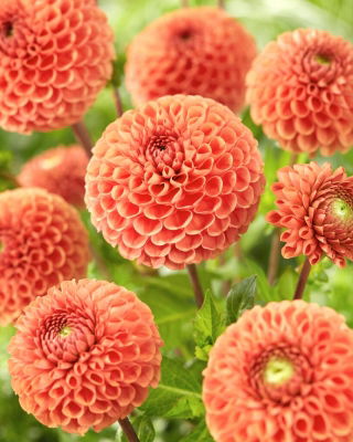 Dahlia - Cornel Brons