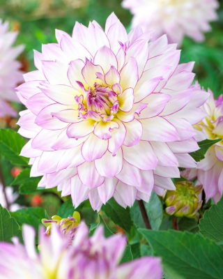 Dahlia - Crazy Love - Large Pack! - 10 pcs