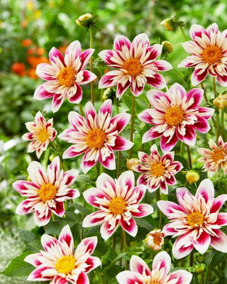 Dahlia - Fashion Monger - Large Pack! - 10 pcs