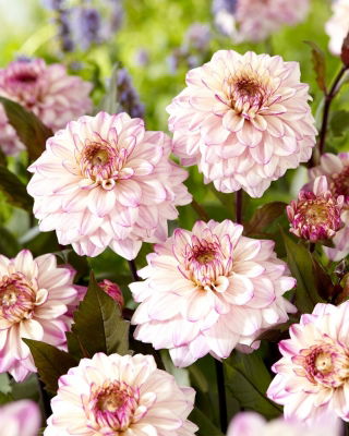 Dahlia - 'Flashback'