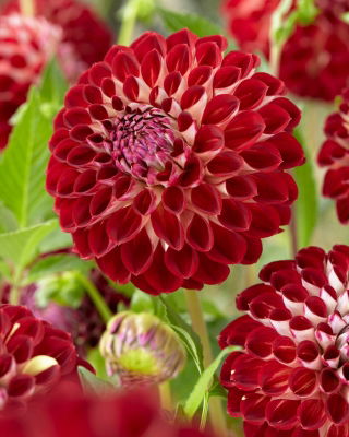 Dahlia - Jowey Joshua - GIGA Pack! - 50 pcs