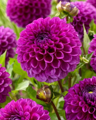 Dahlia - Jowey Nina - GIGA Pack! - 50 pcs