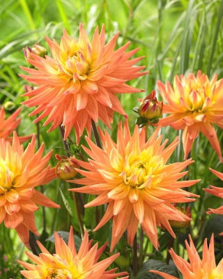 Dahlia - Karma Corona