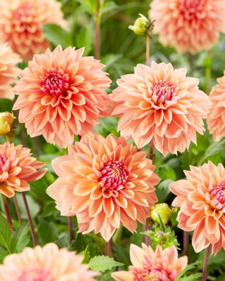 Dahlia - Kick Off