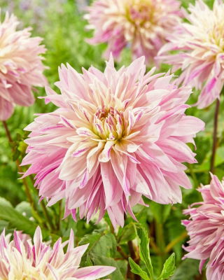 Dahlia - Labyrinth Twotone - Large Pack! - 10 pcs