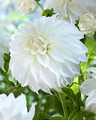 Dahlia - Lady Liberty - Large Pack! - 10 pcs