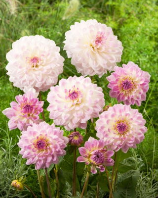 Dahlia - Minnesota - Large Pack! - 10 pcs