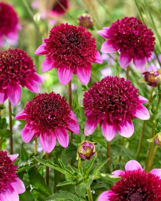 Dahlia - Missis Abigail