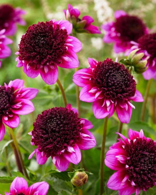 Dalia - Missis Amy