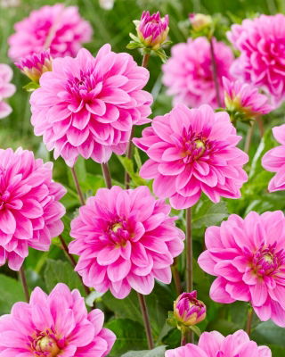 Dahlia - Onesta - Large Pack! - 10 pcs