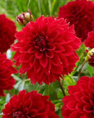 Dahlia - 'Red Fubuki'