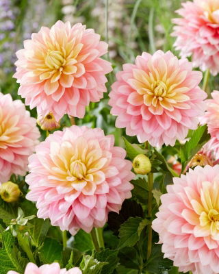 Dahlia - Sheer Heaven - GIGA Pack! - 50 pcs