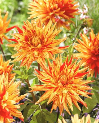 Dahlia - Striped Vulcan